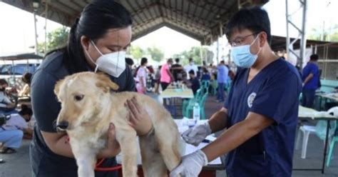department of veterinary services city pound|Cebu City to offer free veterinary services on Asong Pinoy Day.